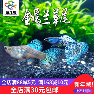 金属蓝草尾孔雀鱼观赏鱼小型淡水好养纯种凤尾红绿灯胎生鱼热带鱼
