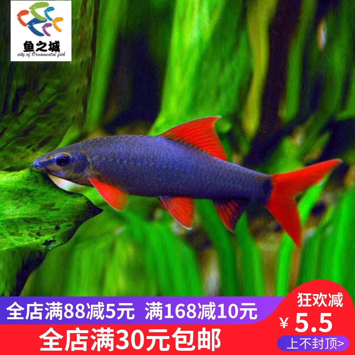 清道夫清道夫活体彩虹鲨彩虹鲨清道夫活体清洁鱼清道夫活体清洁鱼