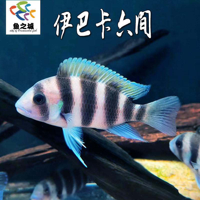 伊巴卡六间鱼萨伊蓝六间布隆迪六间鱼热带三湖慈鲷活体淡水观赏鱼