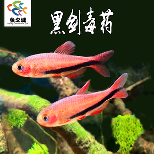 黑剑毒药灯鱼热带淡水鱼观赏群游鱼霓虹灯鱼宝莲灯蓝灯米奇玛丽鱼