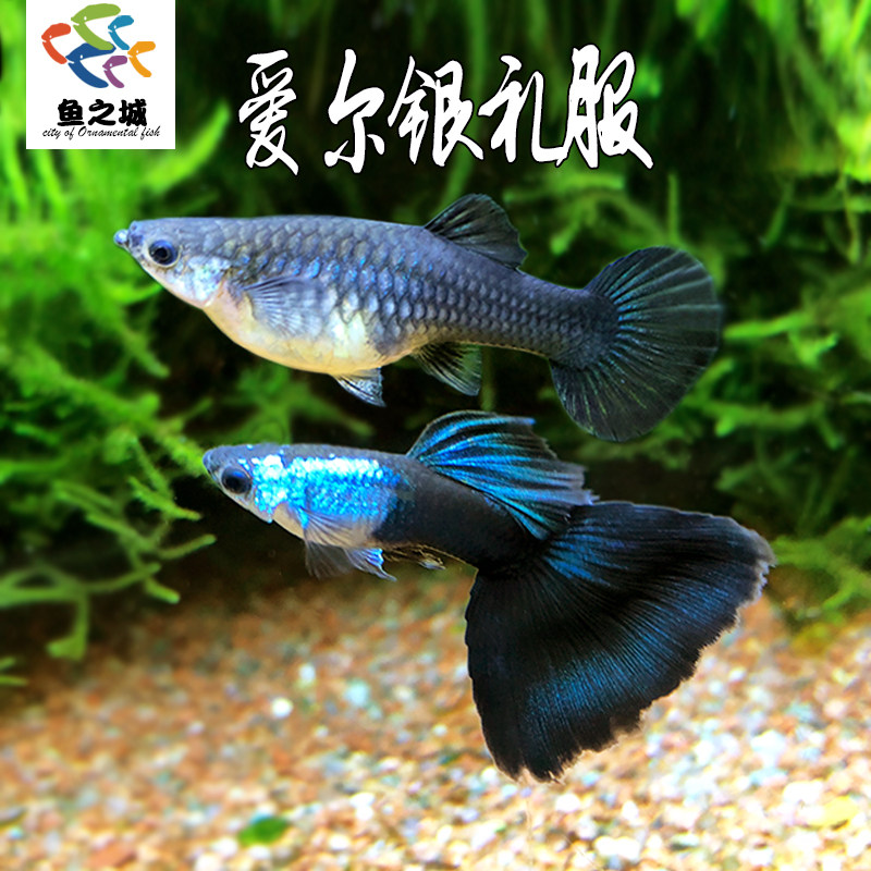 爱尔银礼服孔雀鱼水族鱼缸观赏鱼热带鱼淡水新手斑马鱼米奇玛丽鱼
