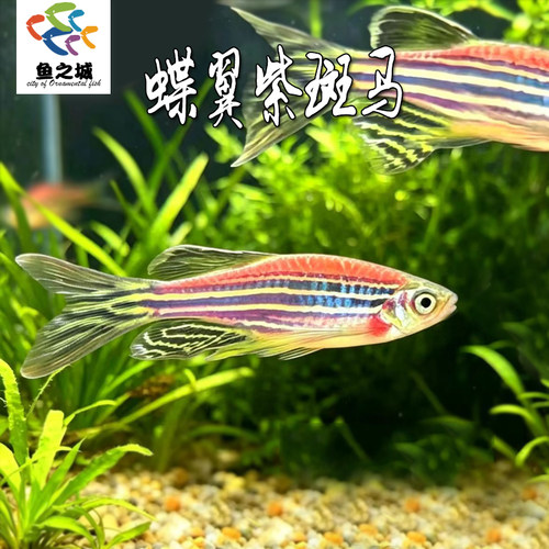 蝶翼紫斑马鱼群游鱼新手淡水鱼