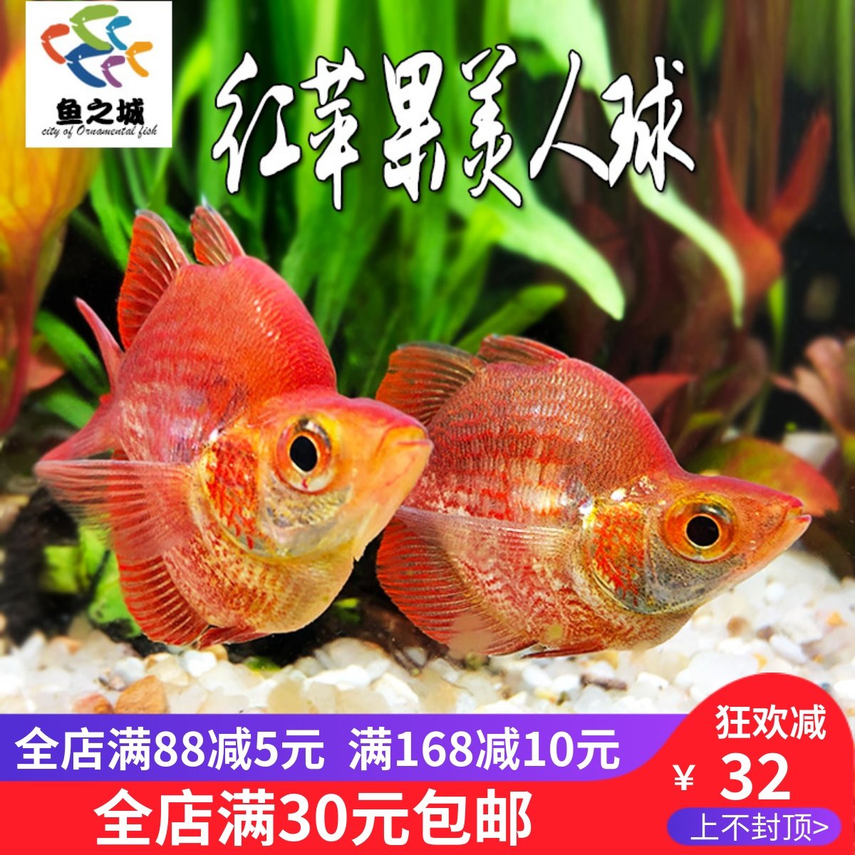 红苹果美人球石美人蓝美人电光美人热带鱼水族观赏鱼闯缸活鱼练手