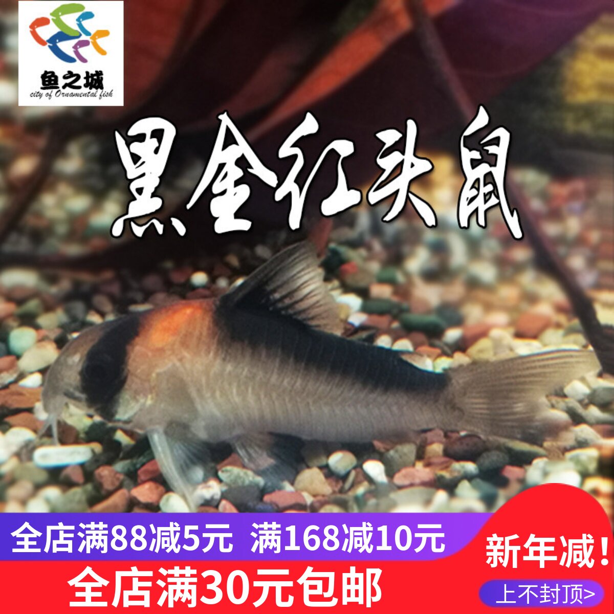 鱼之城黑金红头鼠鱼老鼠鱼黑金鼠白老鼠花老鼠珍珠鼠茉莉鼠蓝鼠鱼