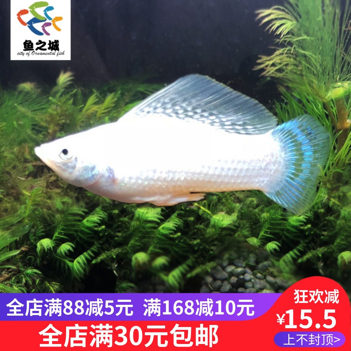 鱼之城胎生鱼白雪公主高帆银玛丽高鳍银玛丽大帆银玛丽活体观赏鱼