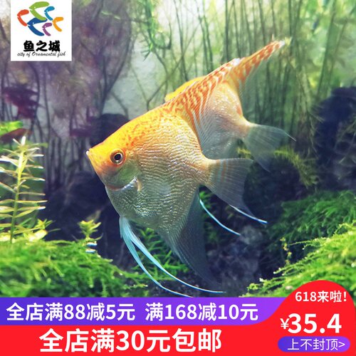 金色神仙鱼金头钻石仙纹理清晰