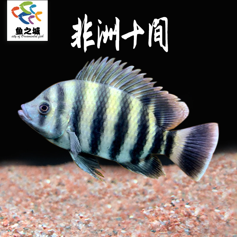 非洲十间鱼热带鱼观赏鱼龙鱼配鱼马鲷鱼三湖慈鲷活体印尼虎淡水