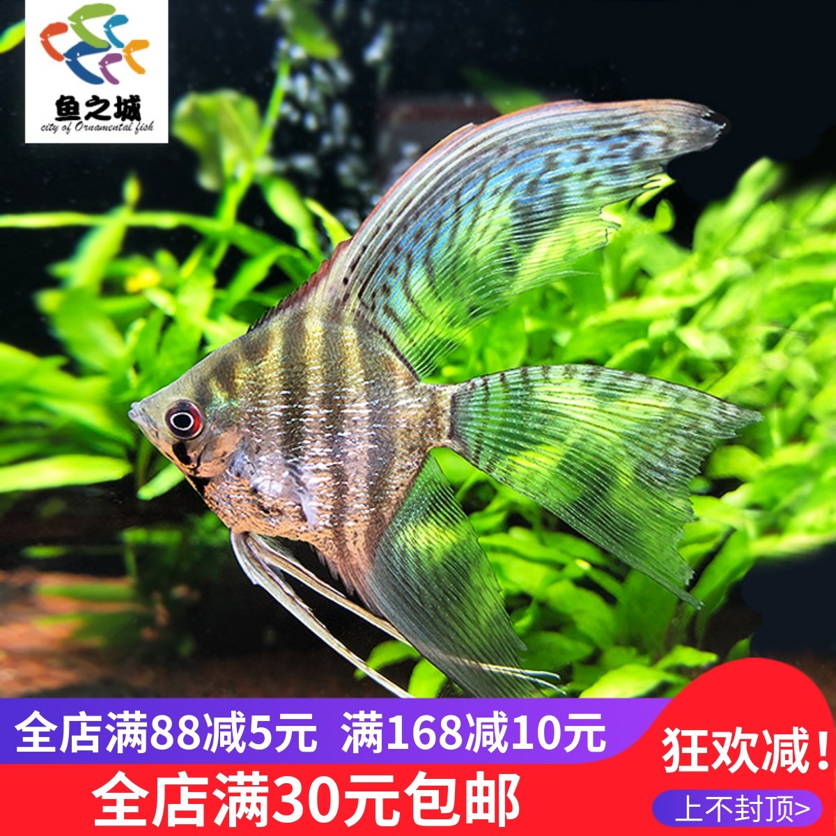 长翅斑马仙神仙鱼新手热带鱼淡水白神仙红魔鬼观赏鱼斑马鱼灯鱼,宠物/宠物食品及用品,鱼,淘宝优惠券,粉丝福利购,淘宝优惠卷