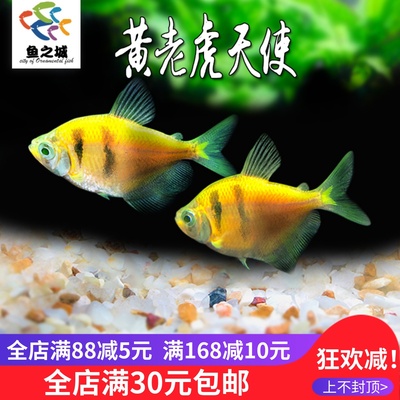 黄老虎天使鱼缸群游色彩丰富