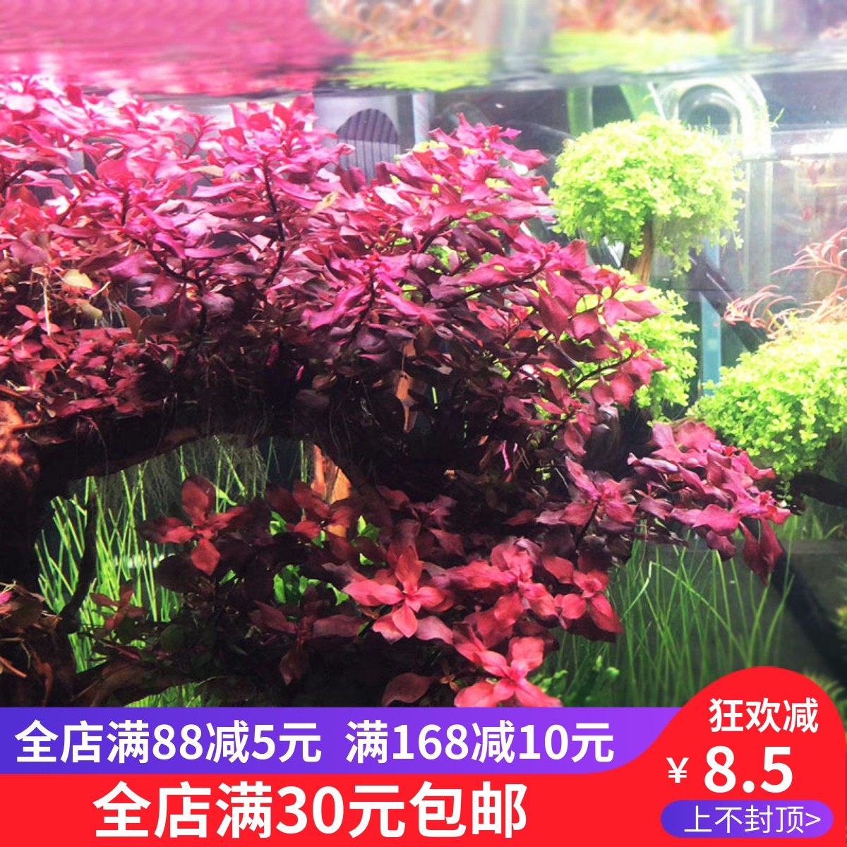 水草水草活体紫丁香紫丁香水草 丁香草 前景/中前景观赏水草造景