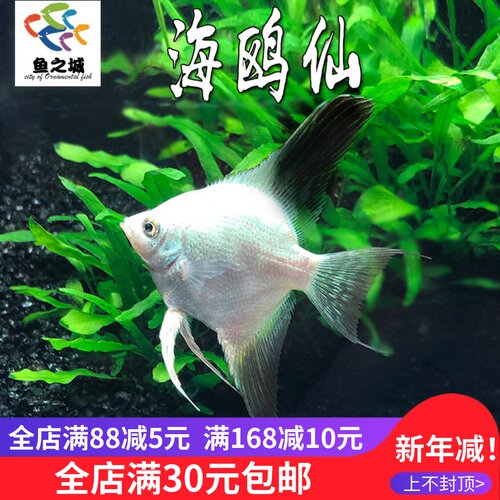 鱼之城海鸥仙热带鱼群游神仙鱼