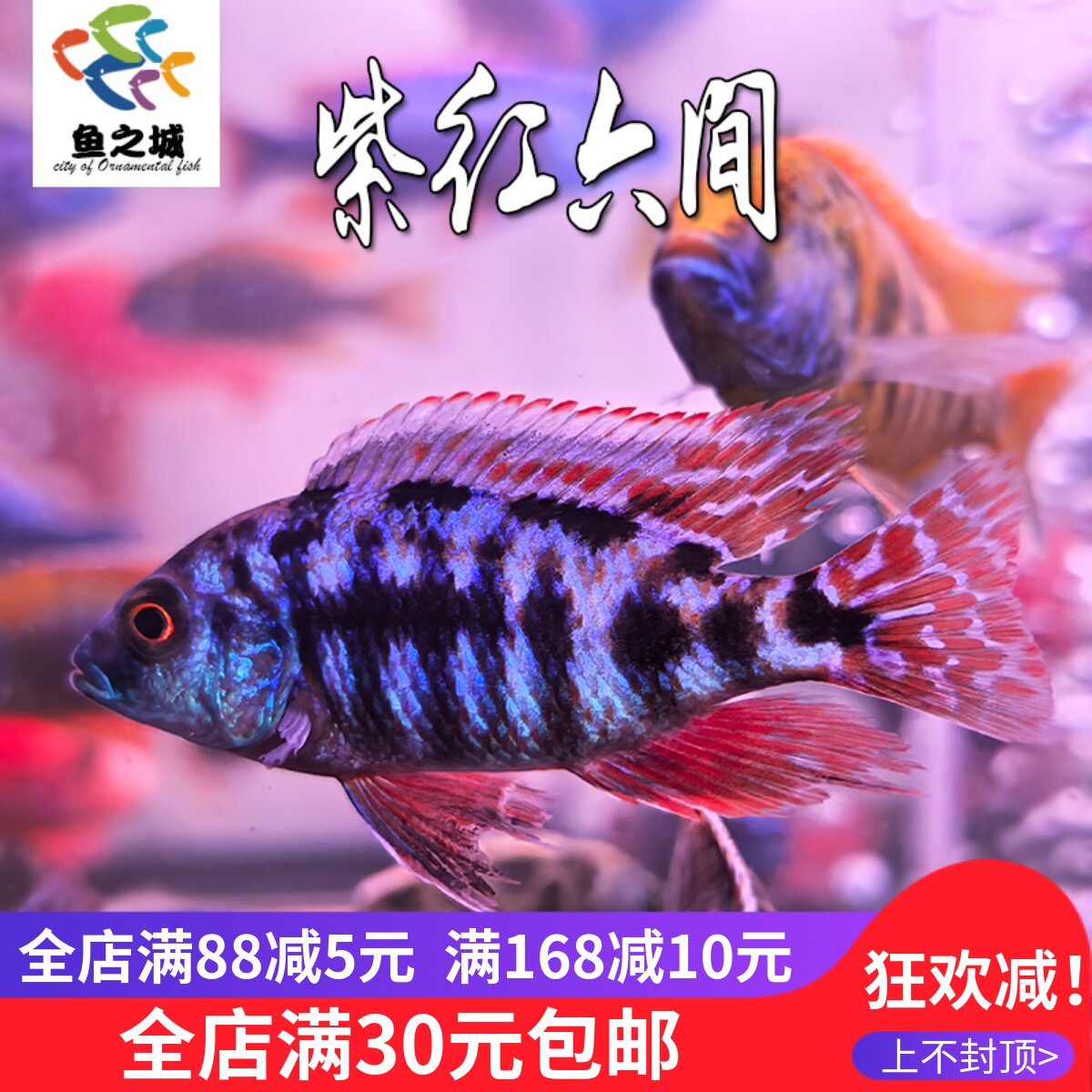 紫红六间三湖慈鲷鱼热带鱼观赏鱼新手鱼非洲王子血艳红火鸟慈鲷