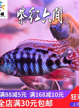 紫红六间三湖慈鲷鱼热带鱼观赏鱼新手鱼非洲王子血艳红火鸟慈鲷