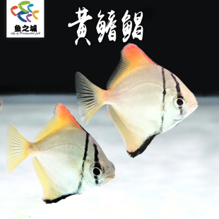 黄鳍鯧中大型热带鱼观赏鱼蝙蝠鯧大眼银鯧群游鱼可混养龙鱼神仙鱼