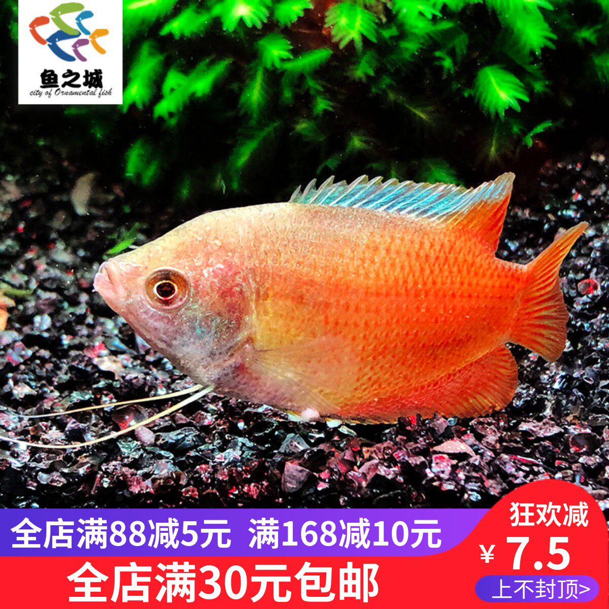 鱼之城丽丽鱼血丽丽七彩招财蓝花蓝钻丽丽鱼热带鱼活体小型观赏鱼