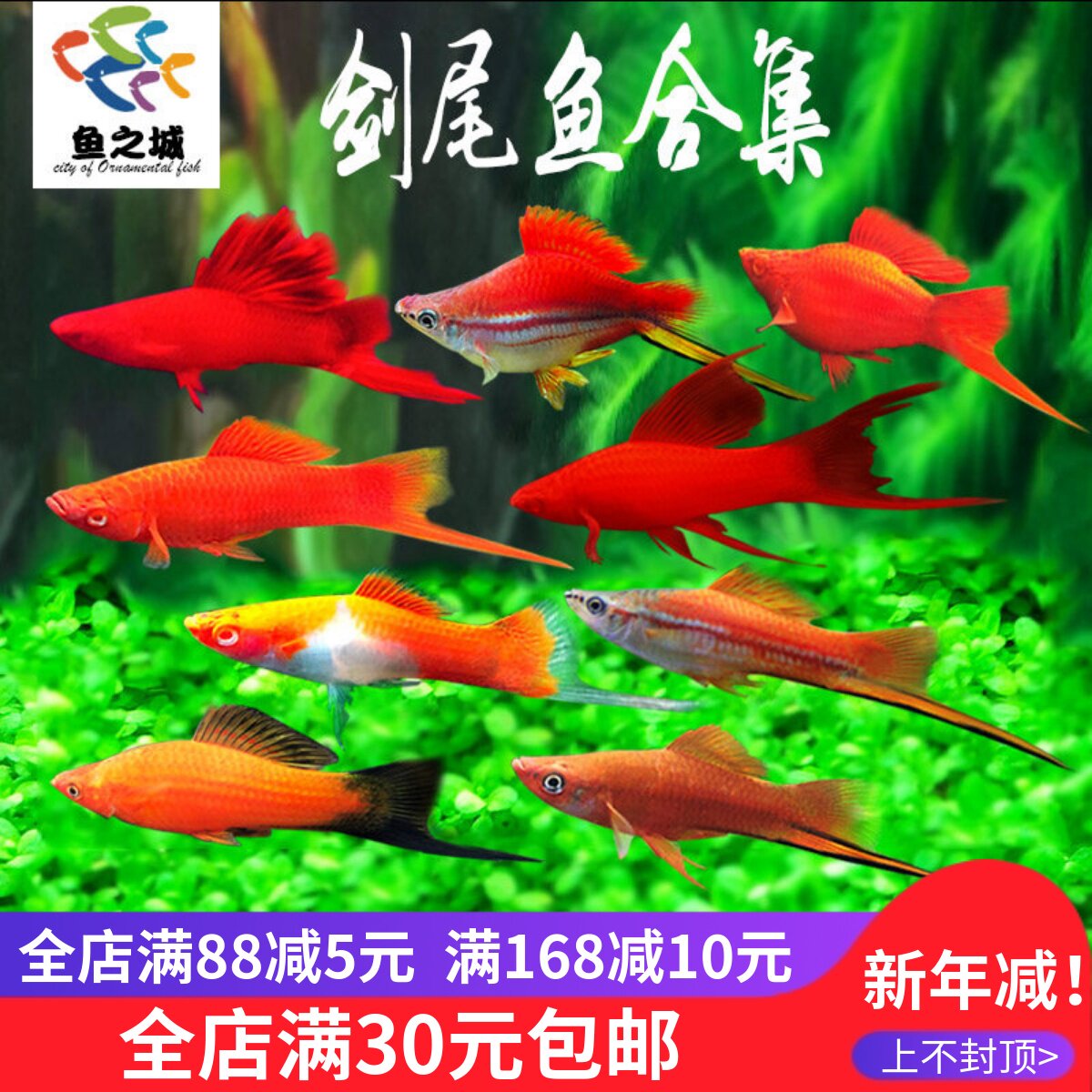 胎生鱼剑尾鱼红球剑红白剑高鳍燕尾剑红箭热带观赏鱼淡水水族好养