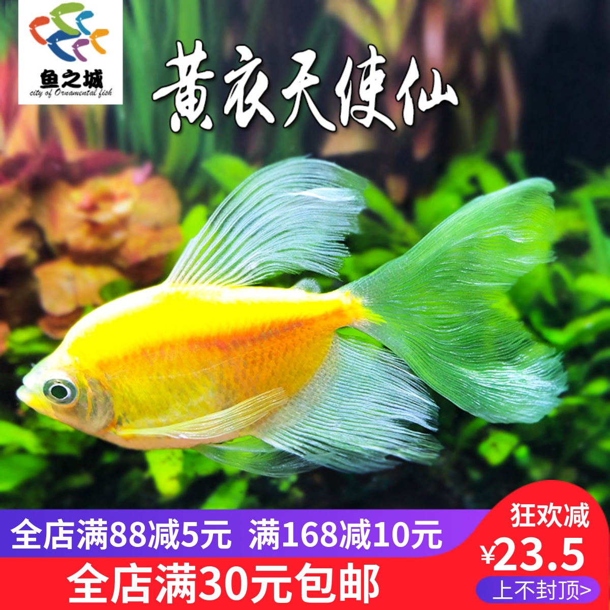 黄衣天使仙观赏鱼热带鱼大号天使鱼群游懒人小型淡水好养灯鱼孔雀