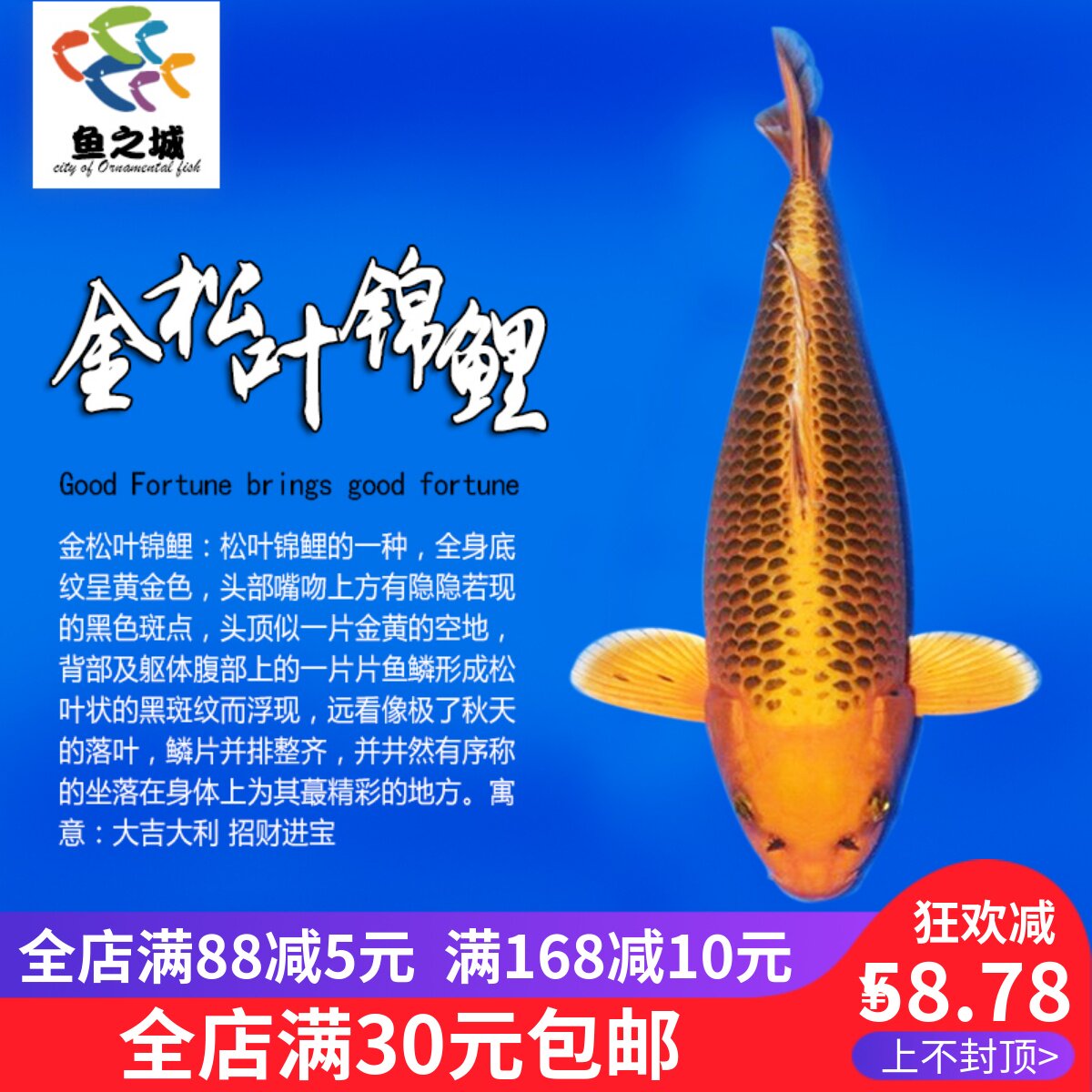 金松叶锦鲤龙凤昭和锦鲤活体草金鱼冷水鱼好养耐活观赏鱼锦鲤鱼