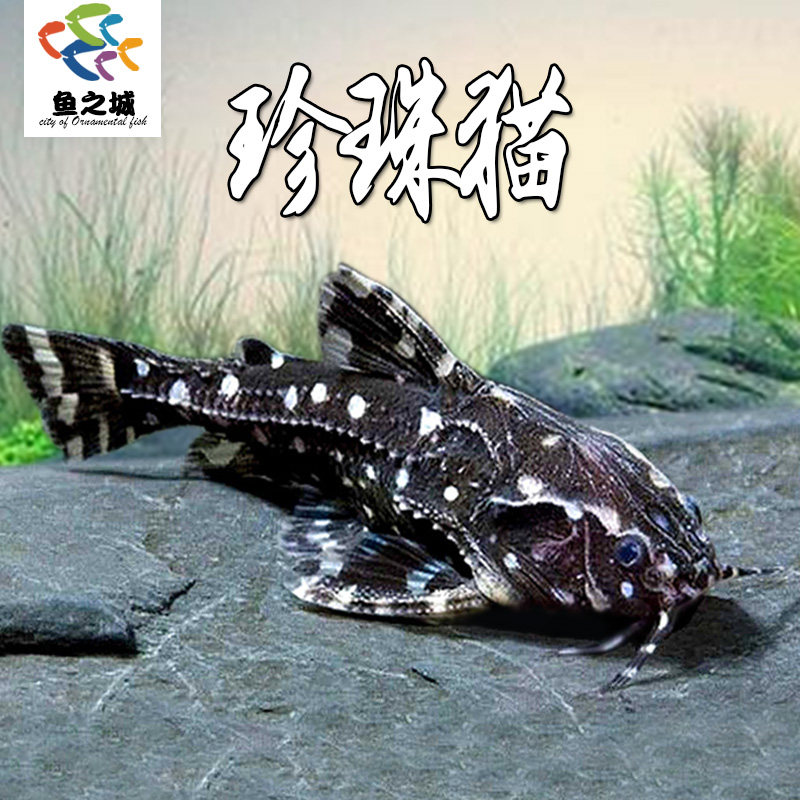 珍珠猫鱼哭猫鱼热带底栖鱼观赏鱼清道夫吃垃圾清理鱼缸残渣工具鱼