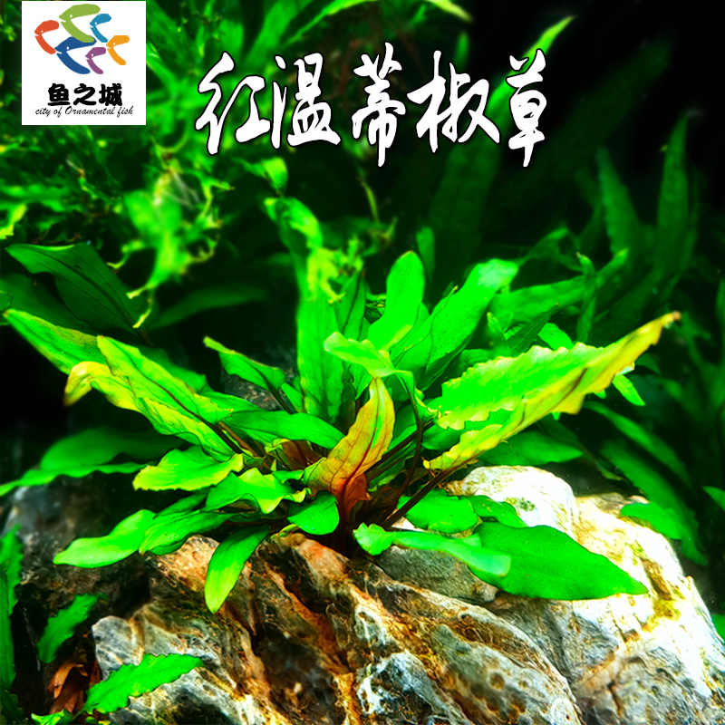 红温蒂椒草新手鱼缸草缸椒草类水草前景草可绑沉木红羽毛绿宫廷