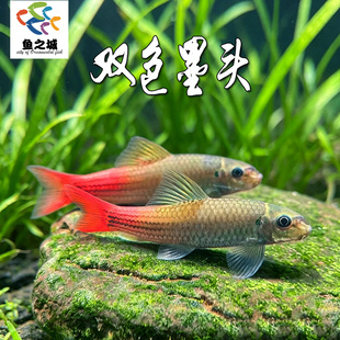 双色墨头鱼清洁鱼淡水除藻啃青苔吃残渣工具鱼新手观赏鱼彩虹鲨