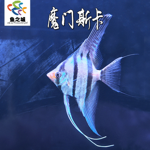 魔门斯卡神仙鱼热带淡水鱼白神仙三色神仙蓝魔仙灯鱼刚果美人群游