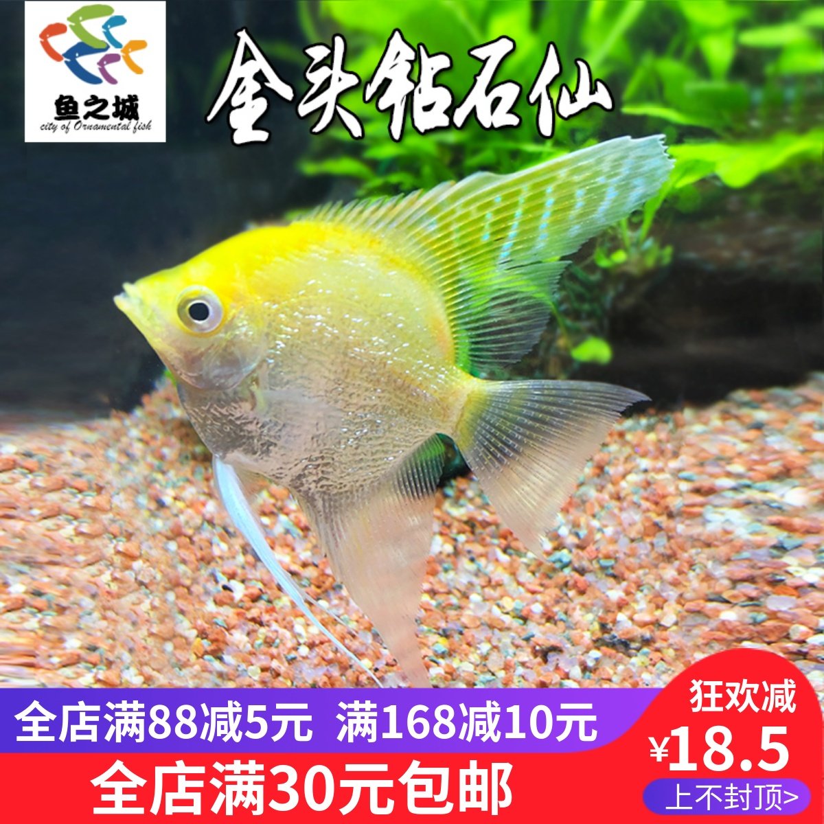 神仙鱼金头钻石仙金仙燕鱼秘鲁三色热带鱼观赏鱼淡水好养七彩神仙