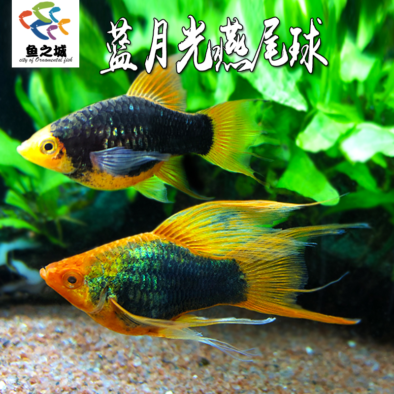 蓝月光燕尾球胎生鱼水族鱼缸观赏鱼热带鱼淡水新手鱼新品种孔雀鱼