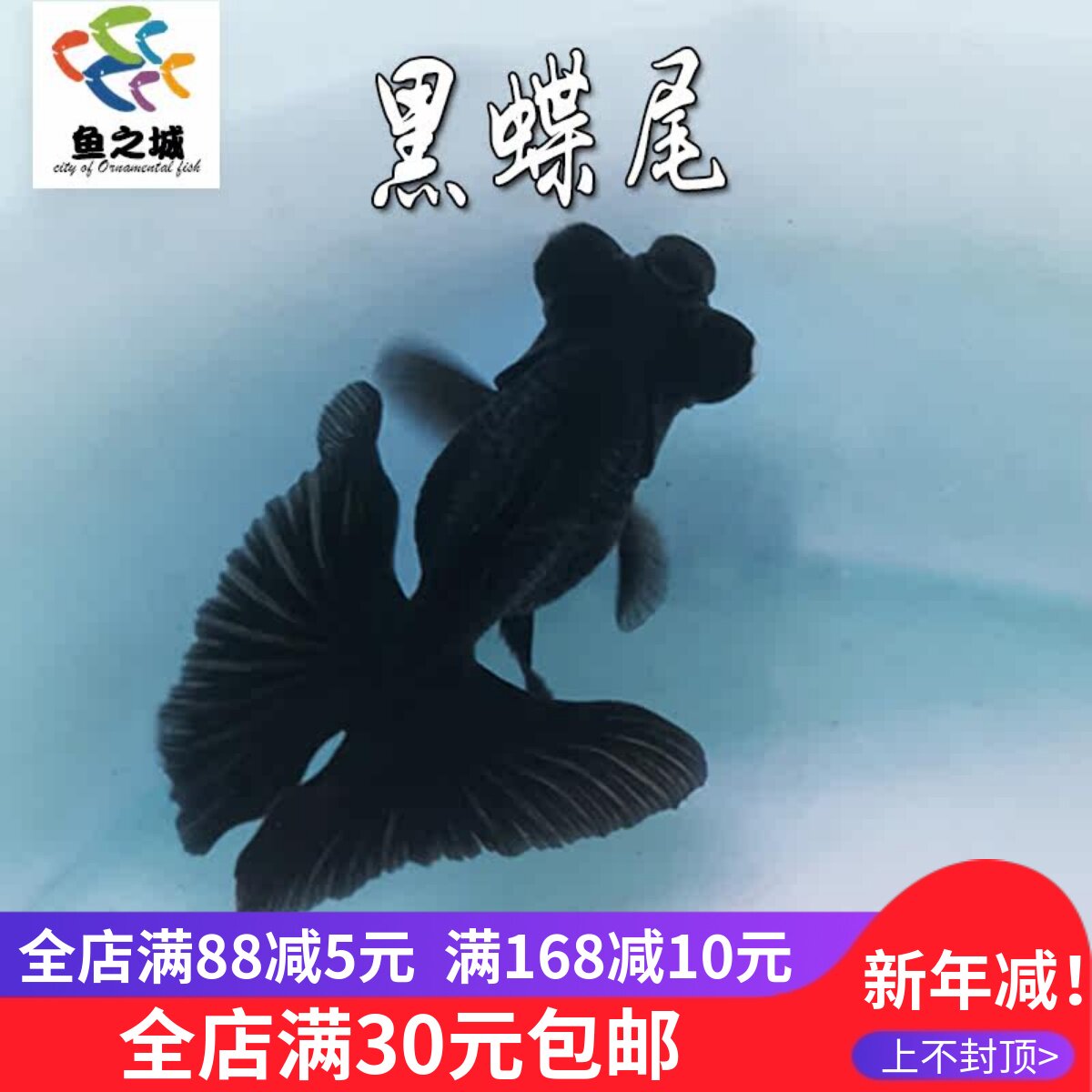 黑碟尾金鱼不加温冷水观赏鱼淡水鱼活体好养耐活龙睛兰寿锦鲤活鱼