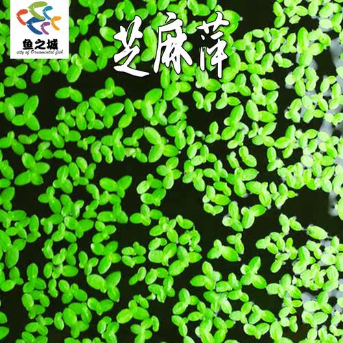 芝麻萍浮萍喂鱼虾龟好养净化水质