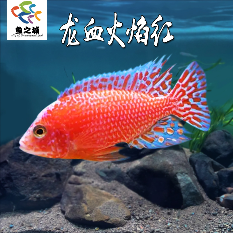 龙血火焰红三湖慈鲷鱼水族鱼缸观赏鱼热带淡水鱼宠物鱼非洲王子