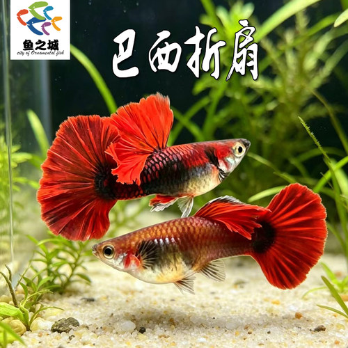 巴西折扇孔雀鱼胎生鱼淡水新手