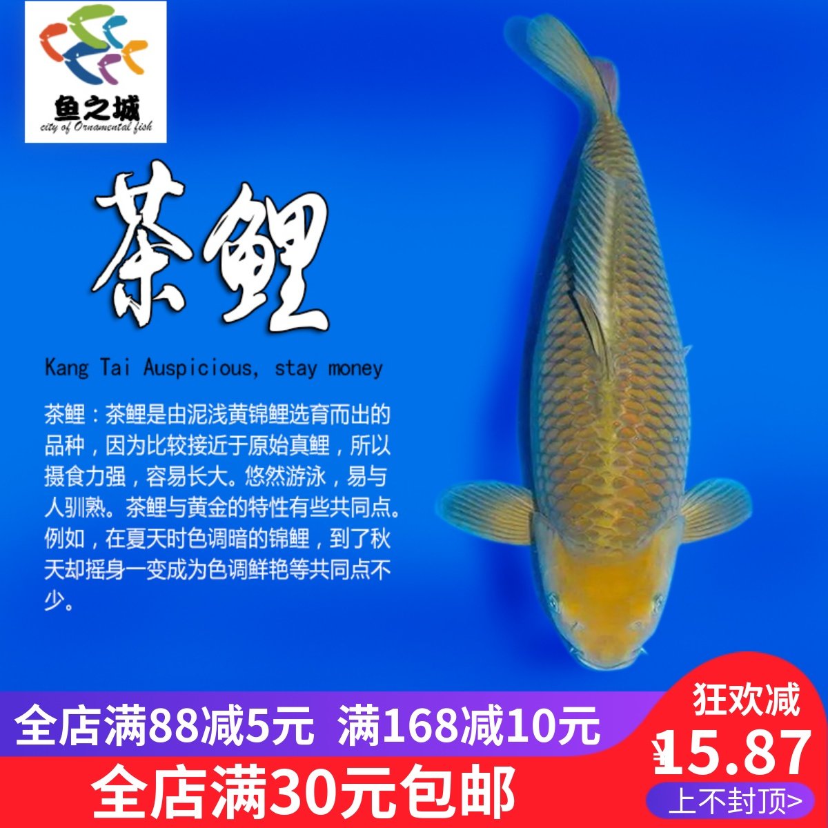 茶鲤锦鲤丹顶三色白金龙凤锦鲤冷水淡水观赏鱼活鱼金鱼好养鱼苗