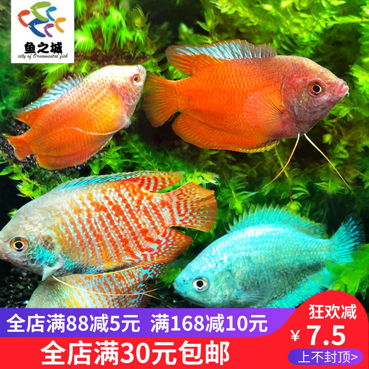 五彩丽丽鱼 观赏丽丽鱼 七彩 五彩招财丽丽鱼大号蓝血丽丽观赏鱼