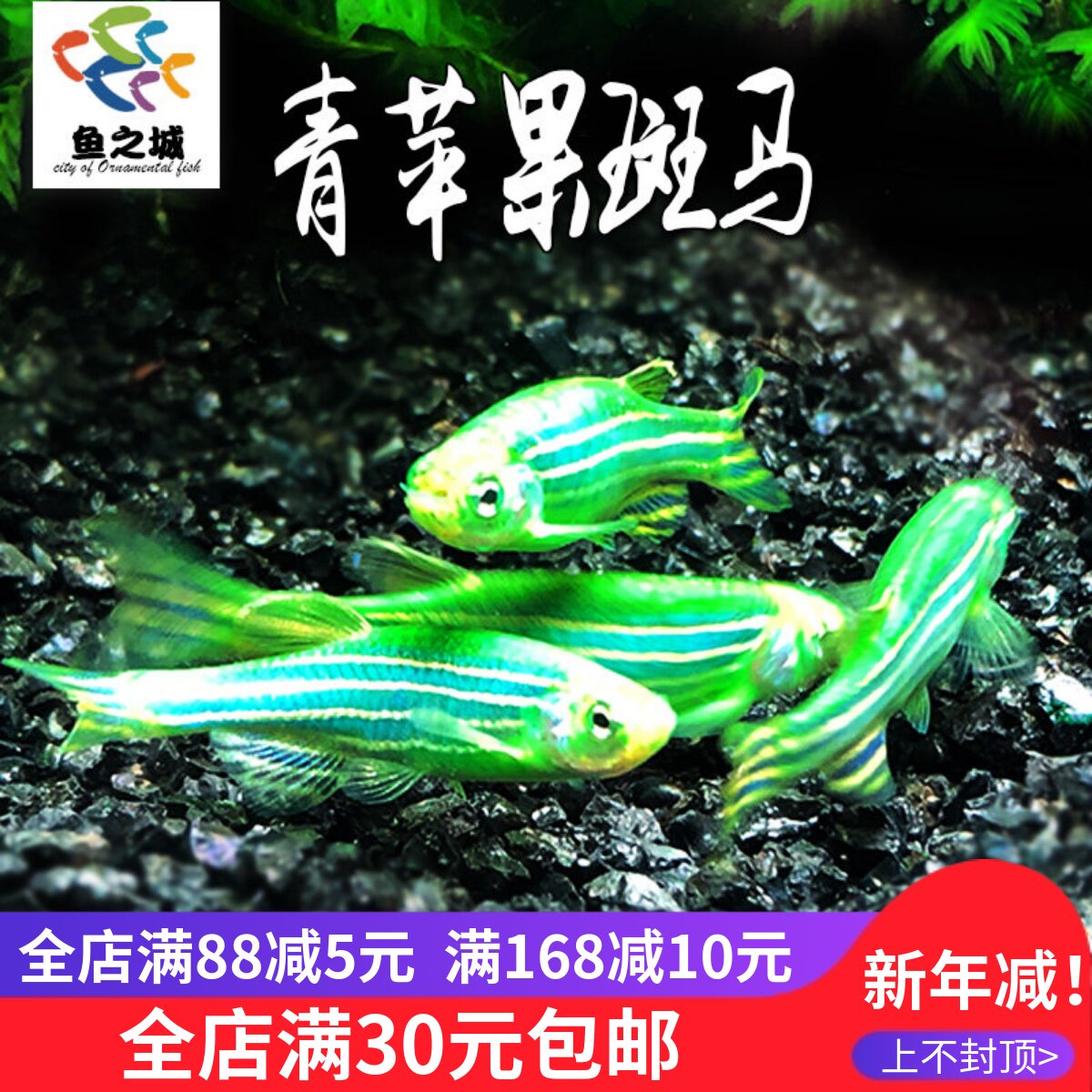 [鱼之城]青苹果斑马鱼 24K黄金荧光黄色紫兰红蓝斑马鱼基因鱼活体