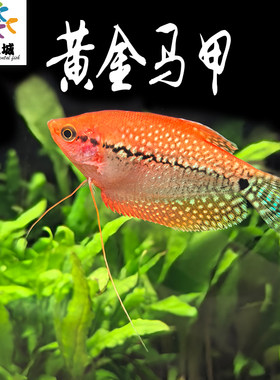黄金马甲鱼热带淡水鱼新品