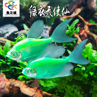 绿衣天使仙天使鱼热带淡水鱼草缸群游彩虹鱼观赏鱼网红学生宠物