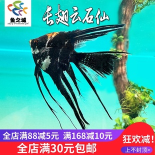 长翅云石仙燕鱼神仙鱼热带鱼淡水鱼秘鲁埃及仙金燕墨仙观赏鱼灯鱼
