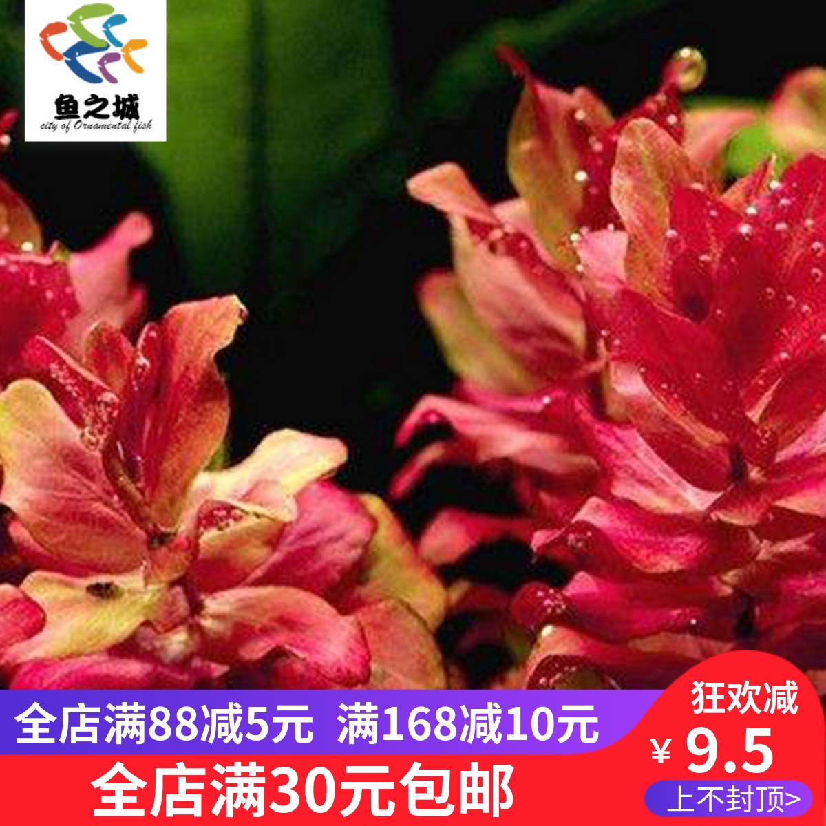 水草水草活体红蝴蝶紫蝴蝶红蝴蝶水草红色水草活体观赏水草活体