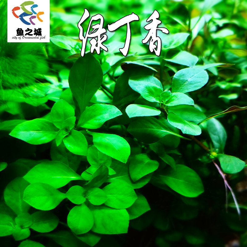 绿丁香鱼缸绿色真水草新手好养淡水中后景大宝塔绿菊蜈蚣宫廷草