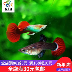 孔雀鱼孔雀鱼活体巴西孔雀鱼巴西红扇孔雀鱼红蓝花孔雀鱼热带鱼