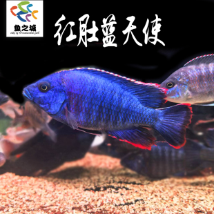 红肚蓝天使三湖慈鲷鱼热带淡水观赏鱼新手鱼非洲王子皇帝火鸟慈鲷