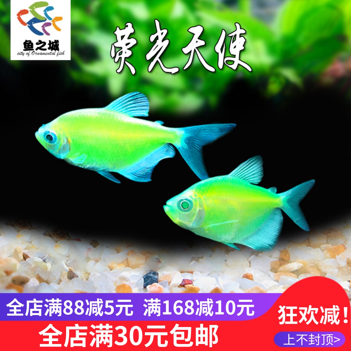 鱼之城荧光天使鱼草缸鱼缸群游