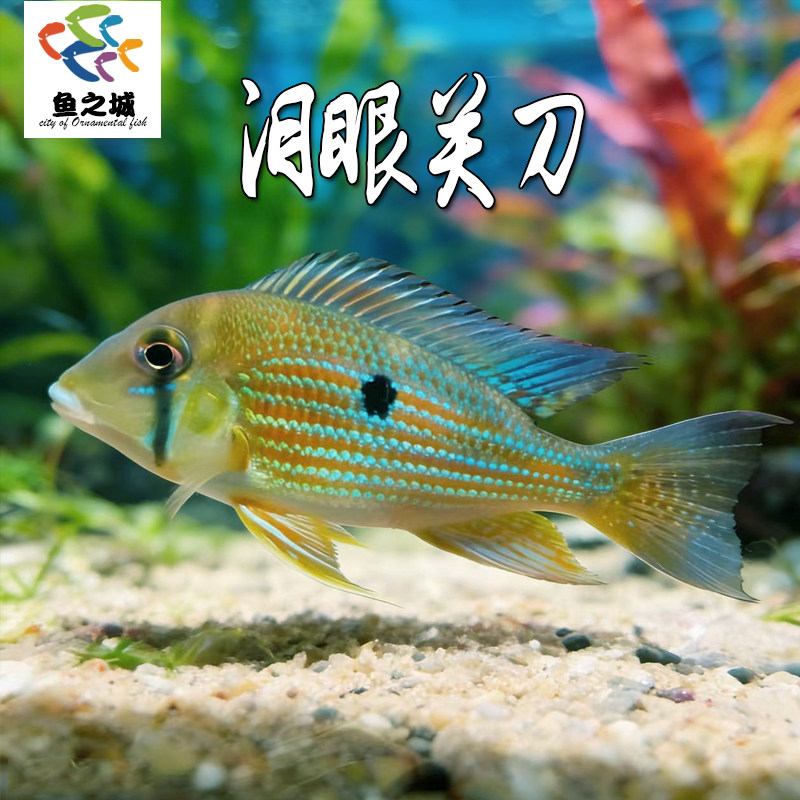 苏里南泪眼关刀食土鲷热带淡水鱼温和可混养中下层翻沙和尚关刀鱼