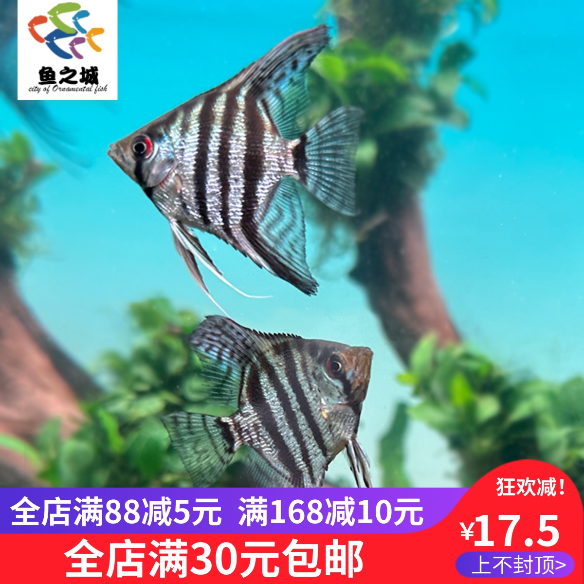 斑马仙燕鱼神仙鱼热带鱼淡水