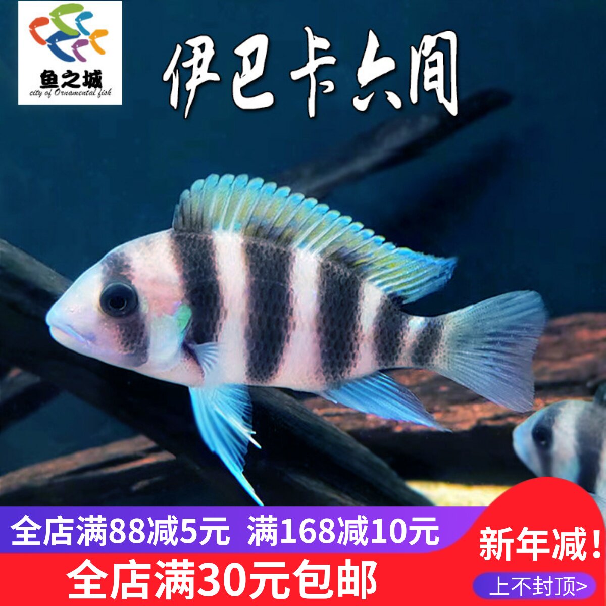 伊巴卡六间鱼萨伊蓝六间布隆迪六间鱼热带三湖慈鲷活体淡水观赏鱼