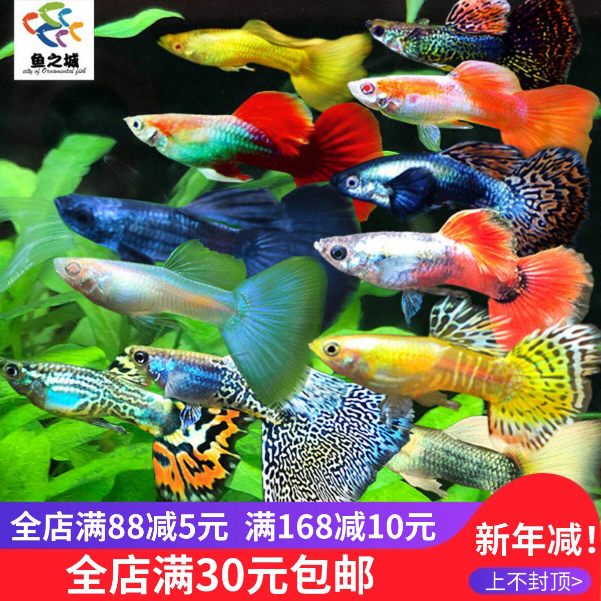 孔雀鱼纯种观赏鱼小型淡水好养热带鱼活体清道夫斑马金鱼天使鱼