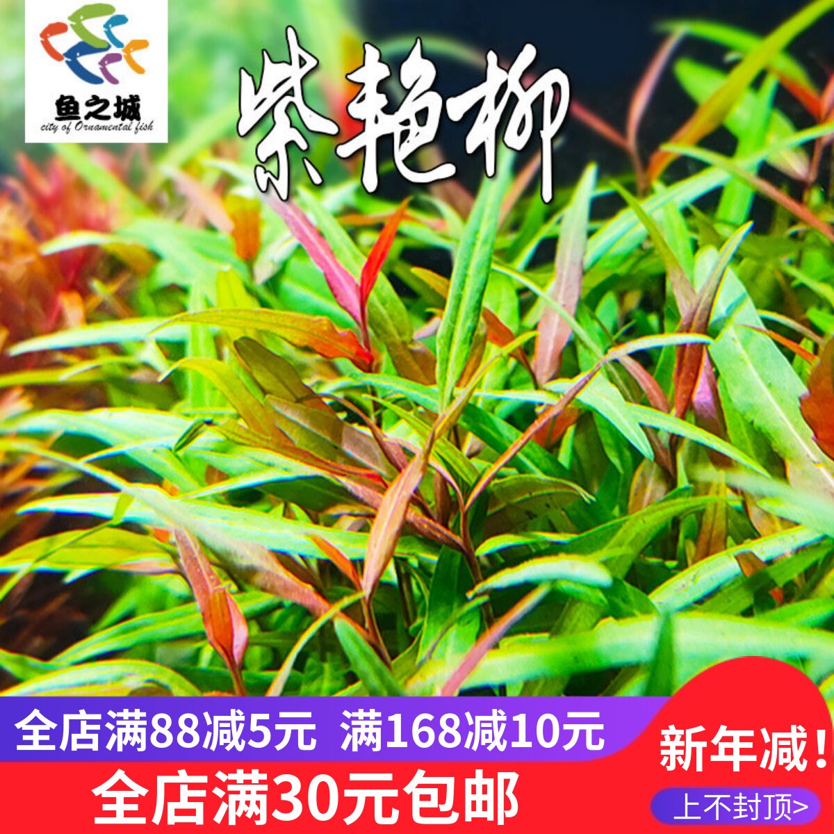紫艳柳水草有茎类鱼缸草缸水族造景造氧观赏淡水红柳水草莫斯沉木