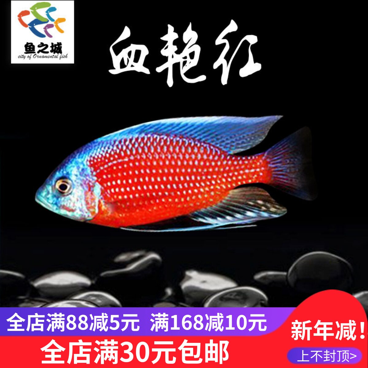 三湖慈鲷鱼马鲷血艳红活体鱼热带鱼岩栖中小型淡水观赏鱼新手好养