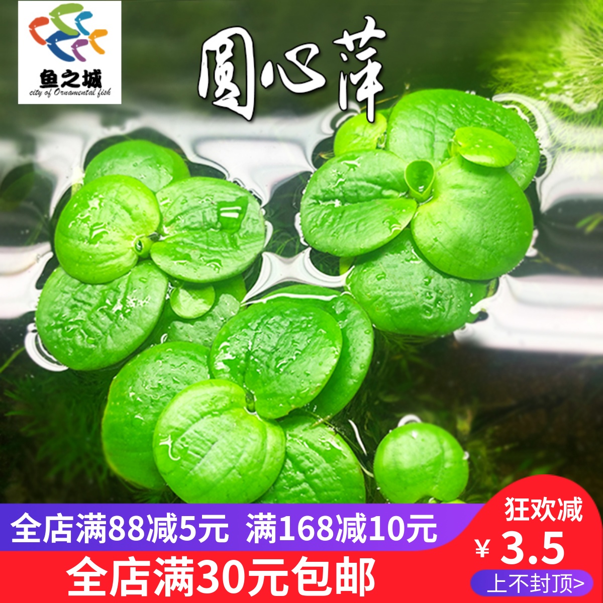 圆心萍浮萍水草净化水质庭院办公室水培绿植鱼虾龟缸造景漂浮水草